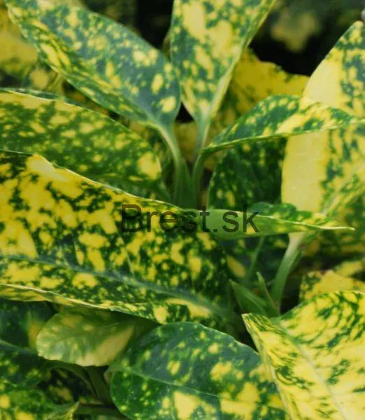 Aucuba japonica 'Crotonifolia' 
